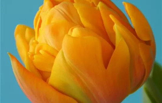 Tulpe 'Freeman' Tulpe 'Freeman'
