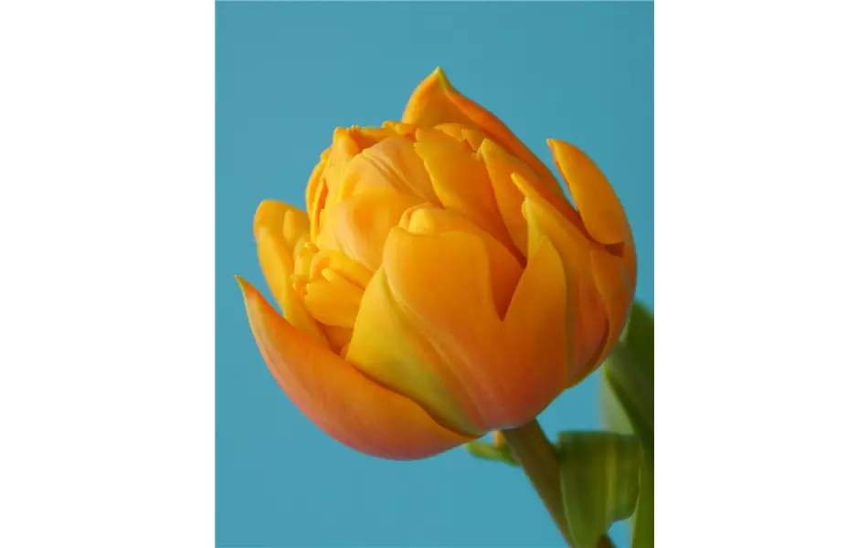 Gefüllte Tulpe 'Freeman' im Topf