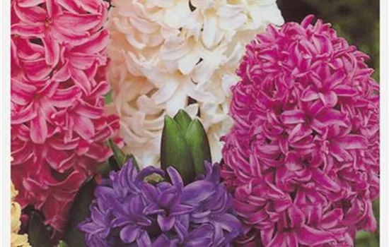 Hyazinthe 3er Tuff Trio Farbmix Hyazinthe 3er Tuff Trio Farbmix