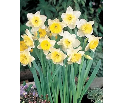Edelnarzisse 'Ice Follies' Edelnarzisse 'Ice Follies'