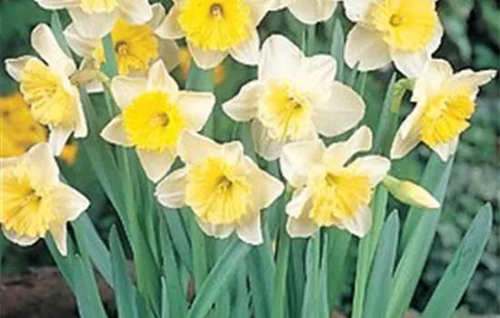 Edelnarzisse 'Ice Follies' Edelnarzisse 'Ice Follies'