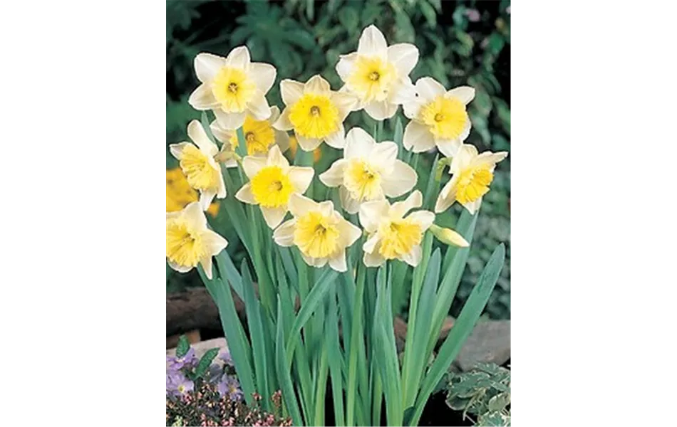 Edelnarzisse 'Ice Follies' Edelnarzisse 'Ice Follies'
