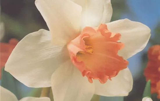 Edelnarzisse 'Accent' Edelnarzisse 'Accent'