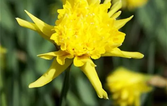 Edelnarzisse 'Rip Van Winkle'