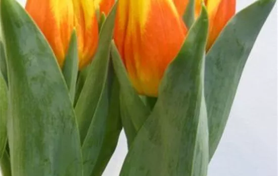 Tulpe 'Ice Lolly'