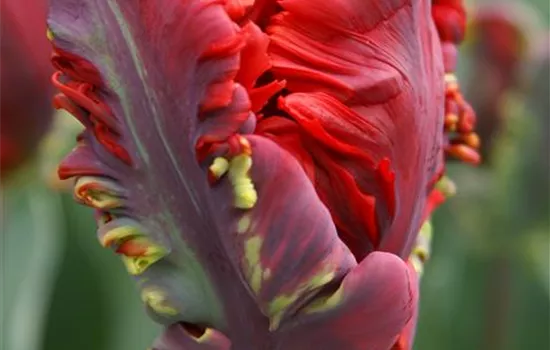 Tulpe 'Roccoco' Tulpe 'Roccoco'