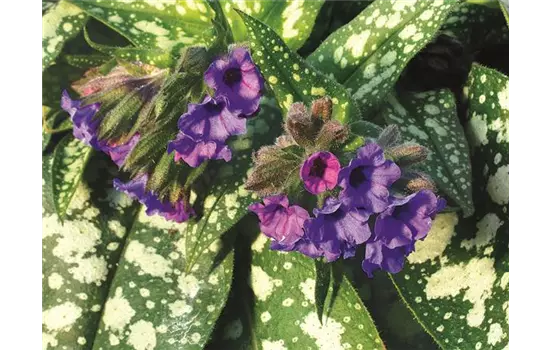 Lungenkraut Pulmonaria 'Trevi Fountains'