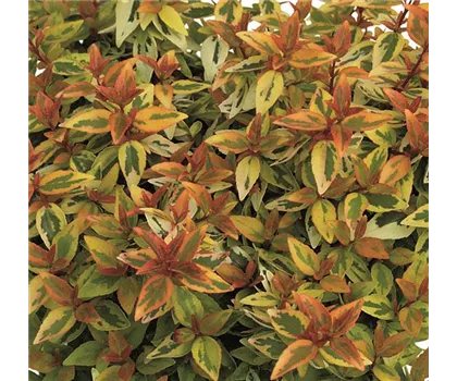 Abelia grandiflora "Kaleidoscope" Abelia grandiflora "Kaleidoscope"