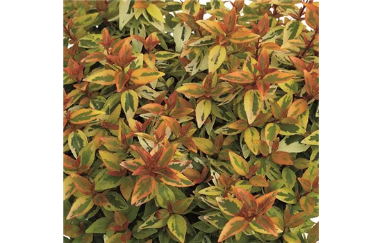 Abelia grandiflora "Kaleidoscope" Abelia grandiflora "Kaleidoscope"