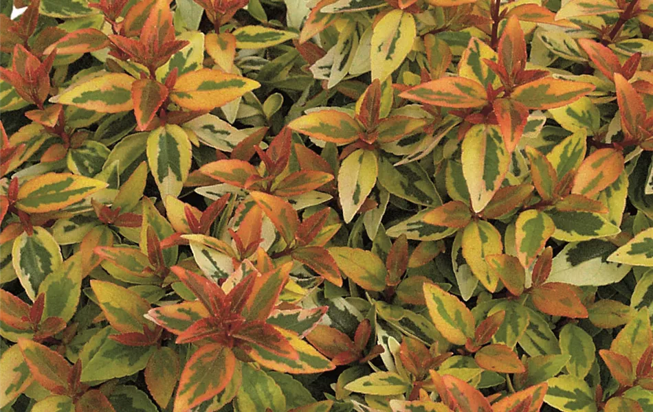 Abelia grandiflora "Kaleidoscope"