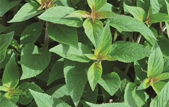 Ananas-Salbei 'Pino'