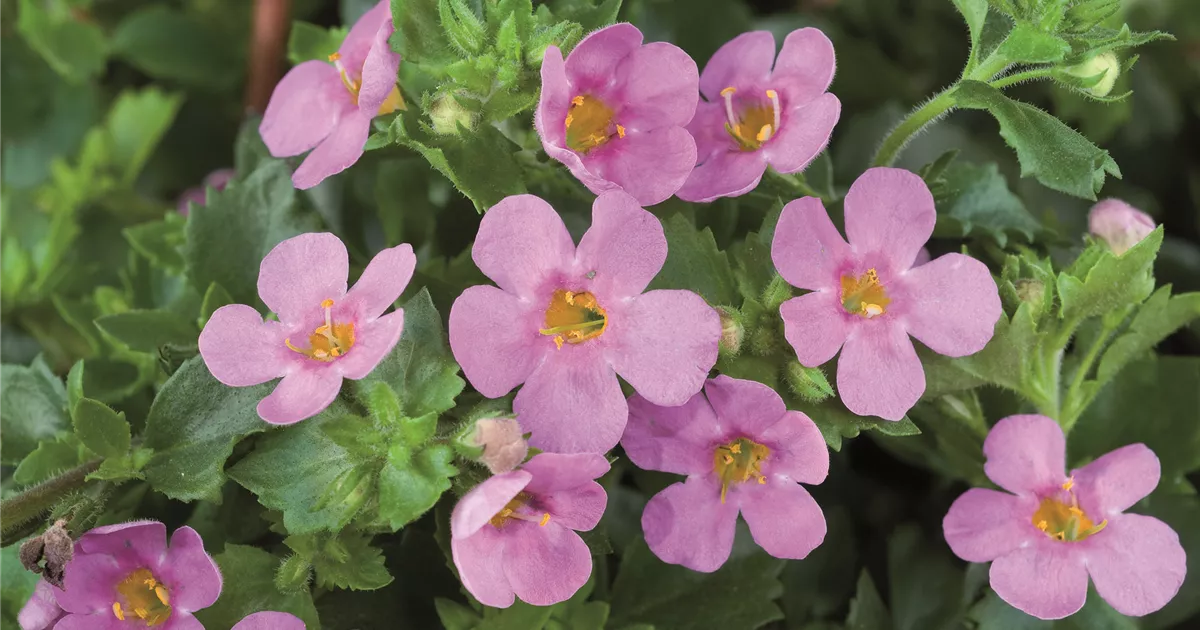 Bacopa - Sutera, rosa