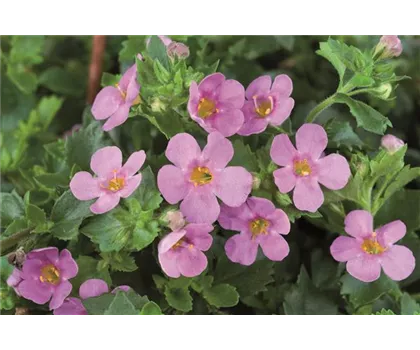 Bacopa - Sutera, rosa