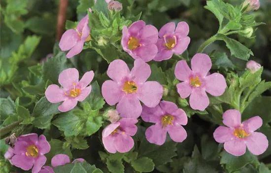 Bacopa - Sutera, rosa