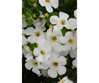 Bacopa - Sutera, weiss