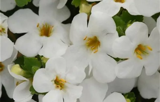 Bacopa - Sutera, weiss Bacopa - Sutera, weiss