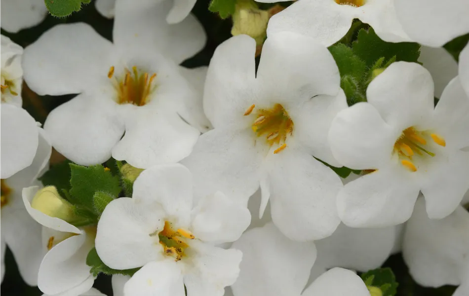 Bacopa - Sutera, weiss