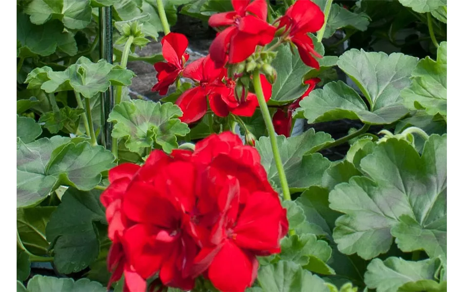 Baronesse Sophia, Bayrische Pflanze des Jahres 2011