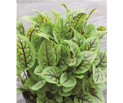 Blutampfer - Sauerampfer 'Red Stripe', 