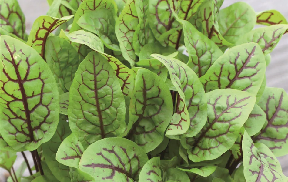 Blutampfer - Sauerampfer 'Red Stripe', 