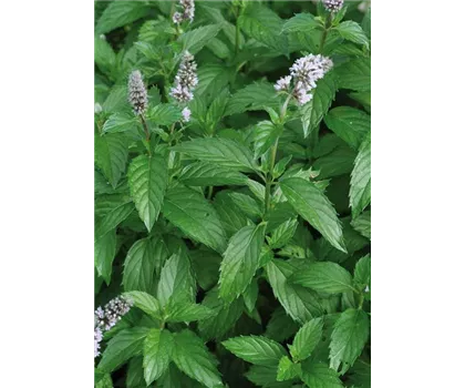 Cocktail-Minze 'Hugo'