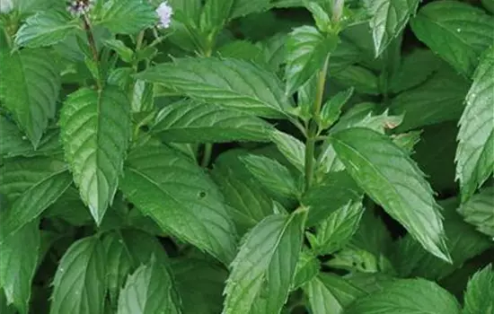 Cocktail-Minze 'Hugo'