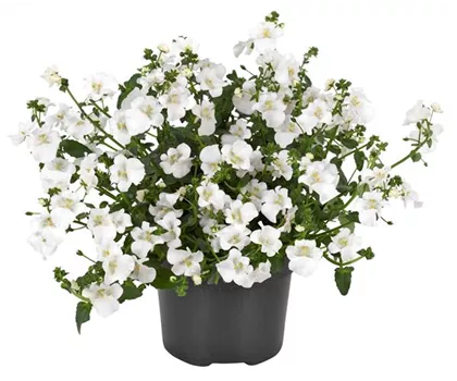 Diascia barberae, weiß