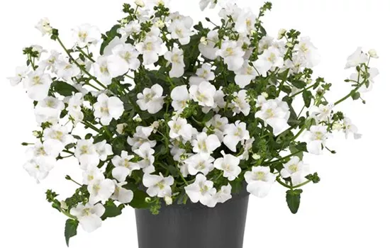 Diascia barberae, weiß