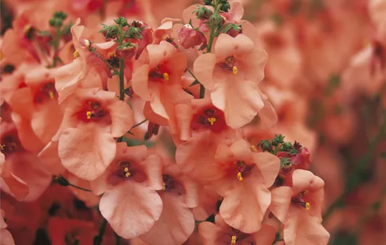 Diascia barberae, lachs