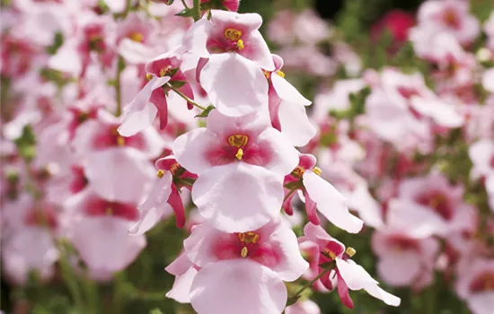 Diascia barberae, rosa