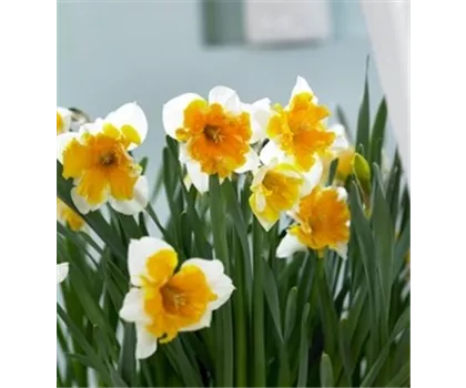 Edelnarzisse 'Souvereign'