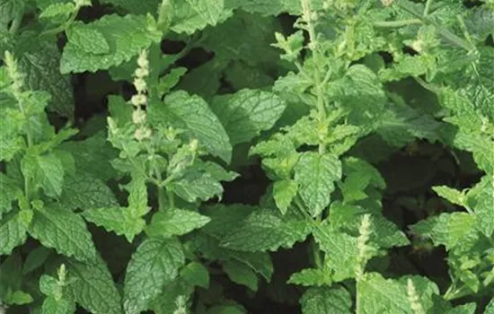 Erdbeer-Minze 'Almira®'