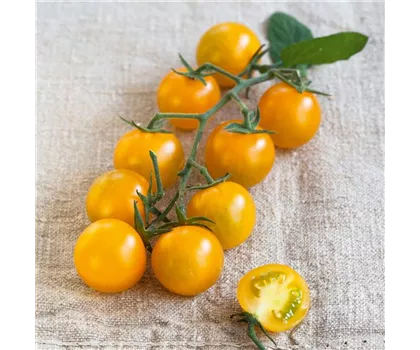 Gelbe Nektar-Tomate Solena® Yellow