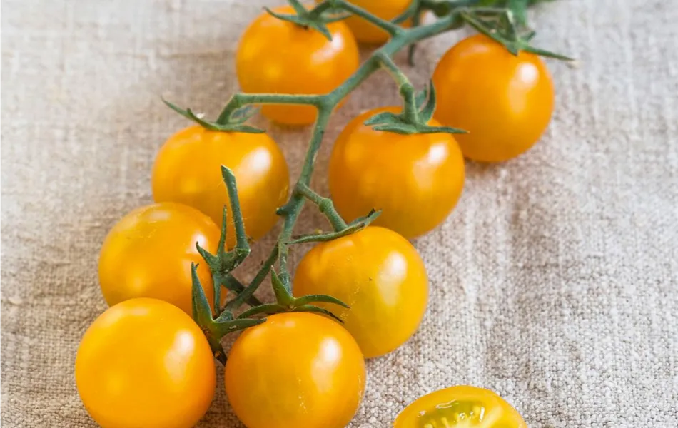 Gelbe Nektar-Tomate Solena® Yellow