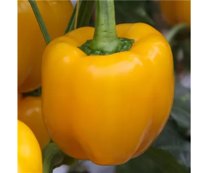 Gelber Blockpaprika 'Beluga® Yellow'