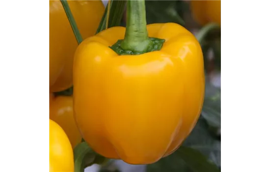 Gelber Blockpaprika 'Beluga® Yellow'