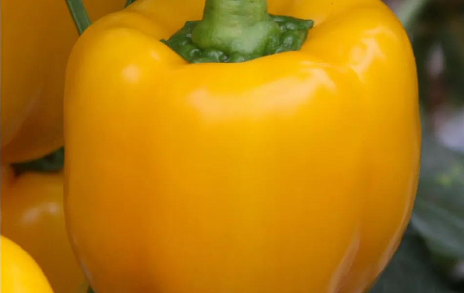 Gelber Blockpaprika 'Beluga® Yellow'