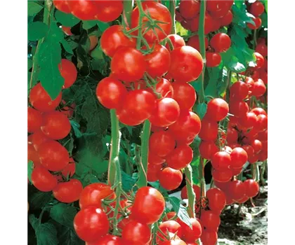 Geschmacks-Tomate Sportivo (Campos)