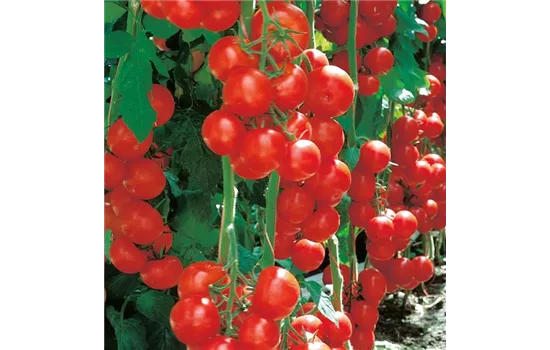 Geschmacks-Tomate Sportivo (Campos)