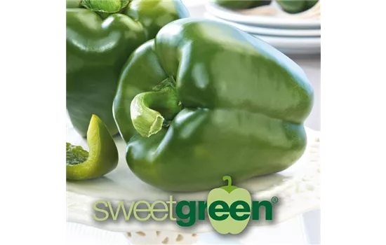 Grüner süßer Blockpaprika 'Sweetgreen' (Beluga green)