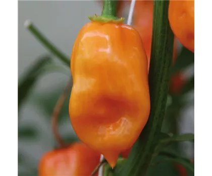 Habanero Chili, orange Habanero Chili, orange