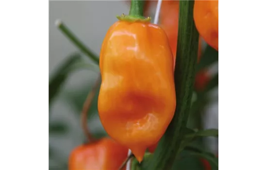 Habanero Chili, orange Habanero Chili, orange