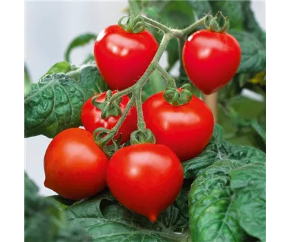 Herztomate Balkontomate Evita