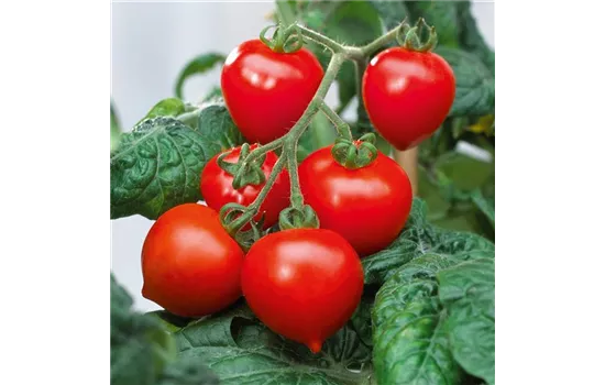 Herztomate Balkontomate Evita