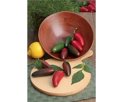 Jalapeno-Chili 'Samira® Shiny' Jalapeno-Chili 'Samira® Shiny'