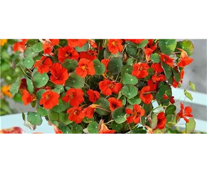 Kapuzinerkresse 'Kaiserin Viktoria', rot