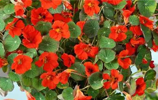 Kapuzinerkresse 'Kaiserin Viktoria', rot Kapuzinerkresse 'Kaiserin Viktoria', rot