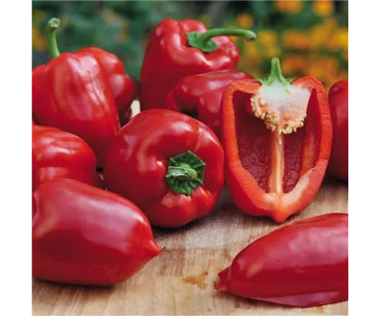 Midi-Blockpaprika Rot 'Almira® Midi Red'