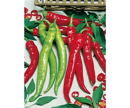 Mild-Scharfer Spitzpaprika 'Sumher' (Lyric® Hot)