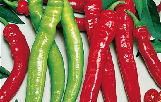 Mild-Scharfer Spitzpaprika 'Sumher' (Lyric® Hot)